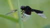 J19_9247 Neurothemis tullia male